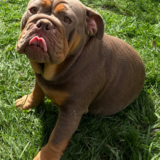 Photo of Tazzie