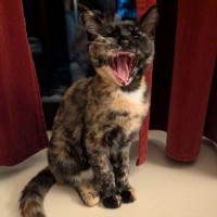 Photo of Dotti