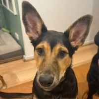 Photo of Ripley 
