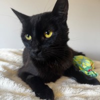 Photo of Olive