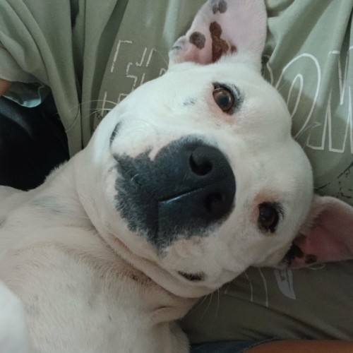 Sebastian - American Staffordshire Terrier Dog
