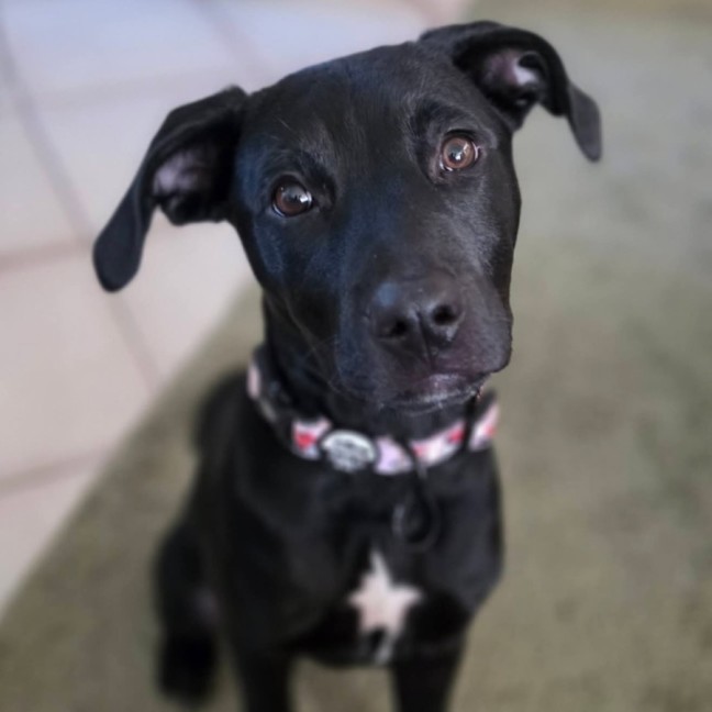 Photo of Daisy