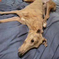 Photo of Ace, The Greyhound 