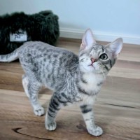 Photo of Jasper 
