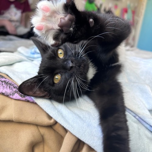 Mikasa - Domestic Short Hair (DSH) Cat