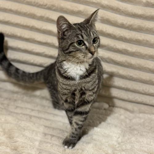 Coral - Domestic Short Hair (DSH) Cat