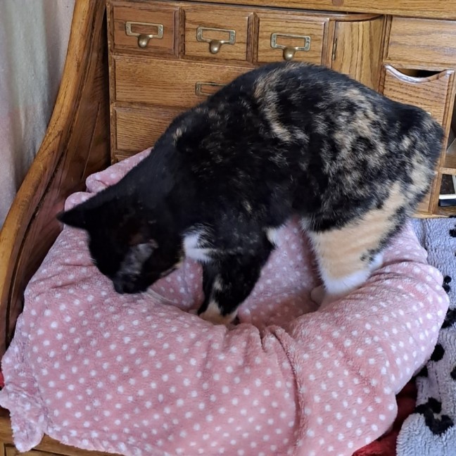 Photo of Gypsy