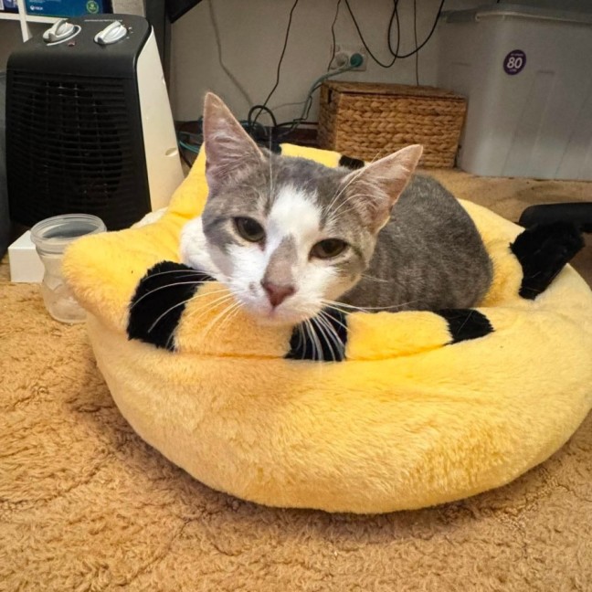 Photo of Smudge