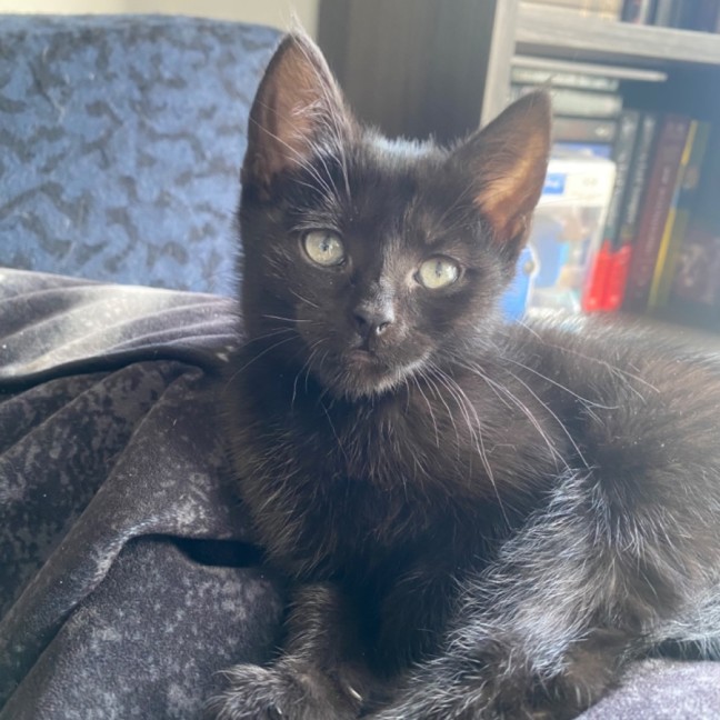 Photo of Hebe **2nd Chance Cat Rescue**