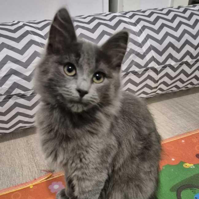 Photo of Rune