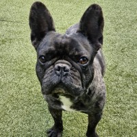 Photo of D1161 Biggie