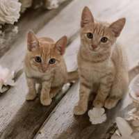 Photo of Mufasa ** 2nd Chance Cat Rescue**