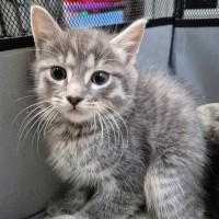 Photo of Dyer ** 2nd Chance Cat Rescue**