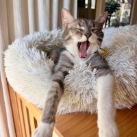 Photo of Adora