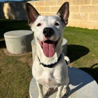 Photo of Snoopy