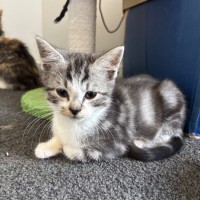 Photo of Dexter 💙