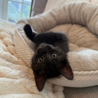 Photo of Teddy