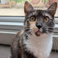 Photo of Peach & Mango 