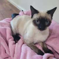 Photo of Cookie