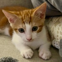 Photo of Rusty