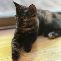 Photo of Flabbergast