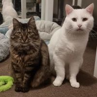 Photo of Angelo & Mist💜💙