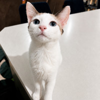 Photo of Lumi