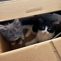 Photo of Savannah And Smokey