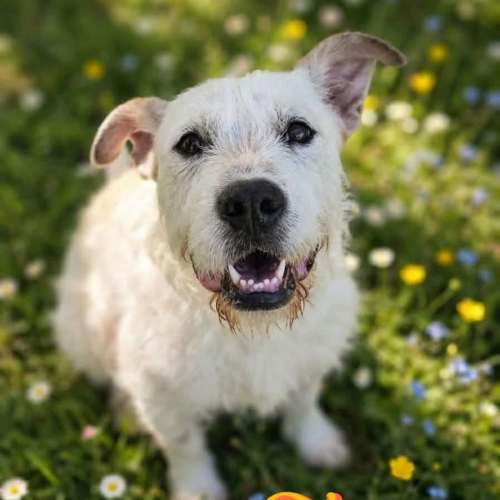 Flora - Irish Wolfhound Dog
