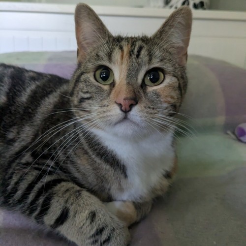 Charlotte - Domestic Short Hair (DSH) Cat