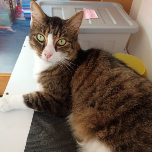 Louis - Domestic Medium Hair (DMH) Cat