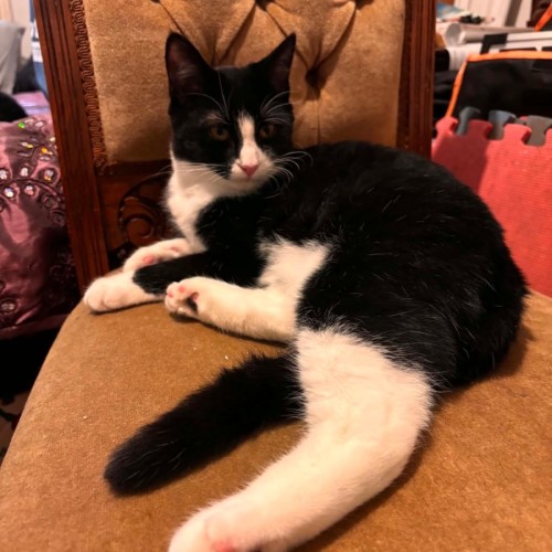 Zorro - Domestic Short Hair (DSH) Cat