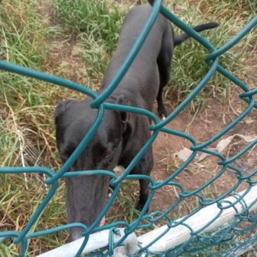 Boo Boo - Greyhound Dog