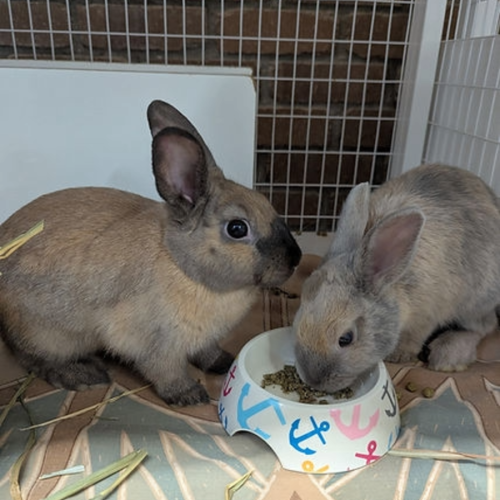 Nano & Sprout - Dwarf Rabbit