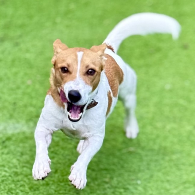 Photo of Rocket