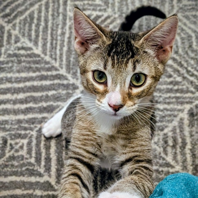 Photo of Blossom   In Foster Care In Glenroy