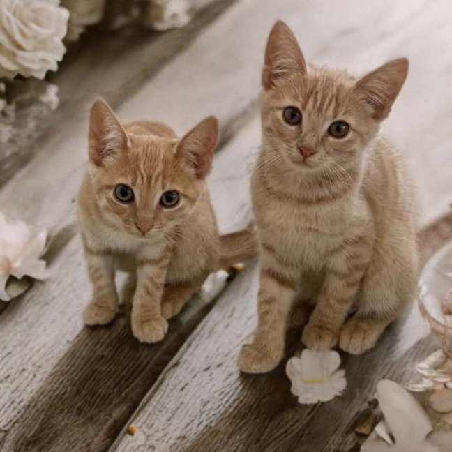 Photo of Mufasa ** 2nd Chance Cat Rescue**