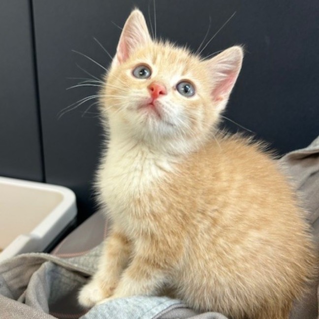 Photo of C1506 Austin