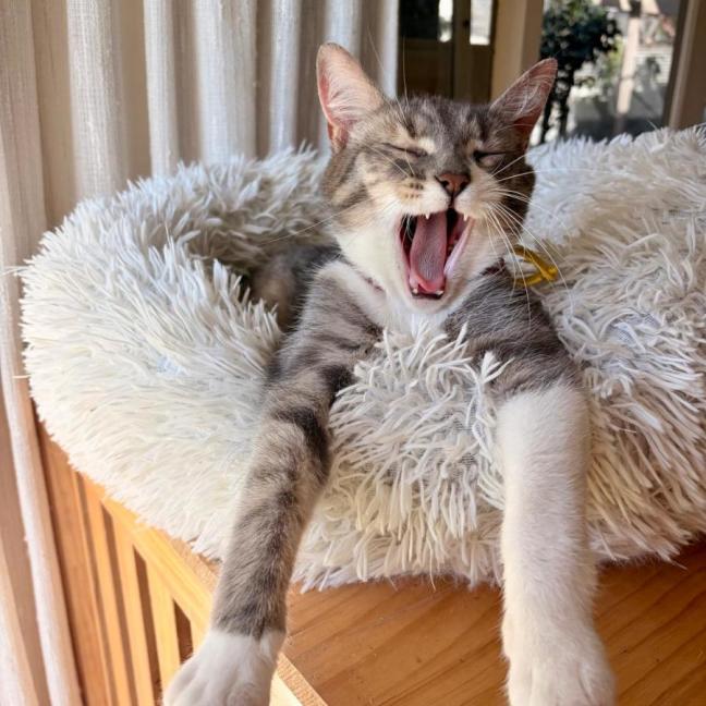 Photo of Adora