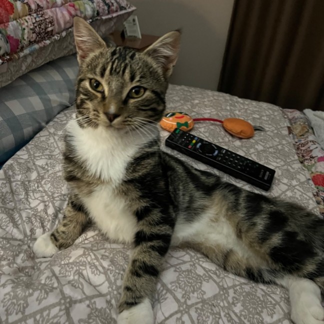 Photo of Mystery ** 2nd Chance Cat Rescue**