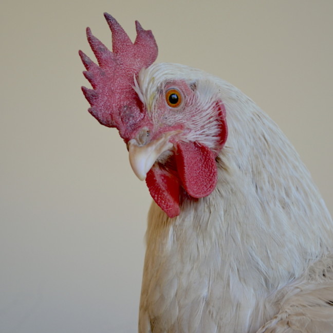 Photo of Amy Henhouse