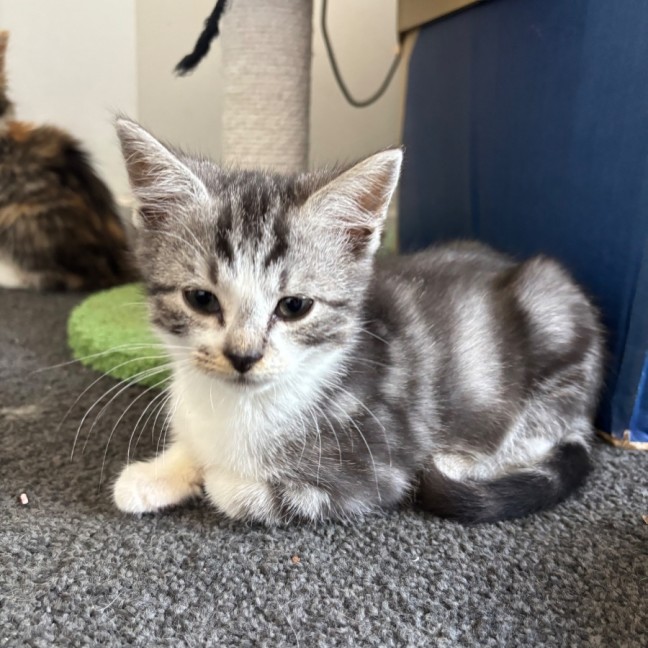 Photo of Dexter 💙