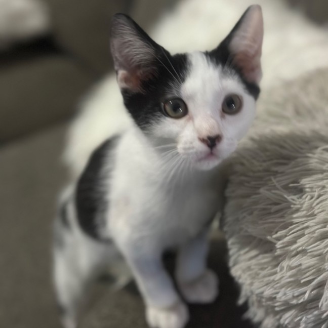 Photo of Parker 🧡💙