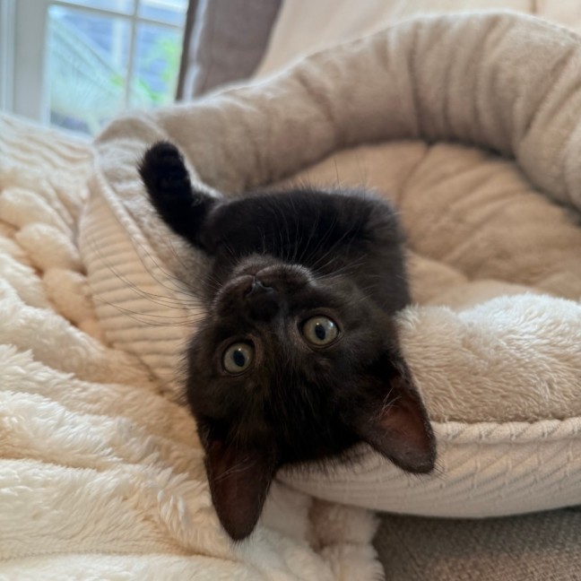 Photo of Teddy