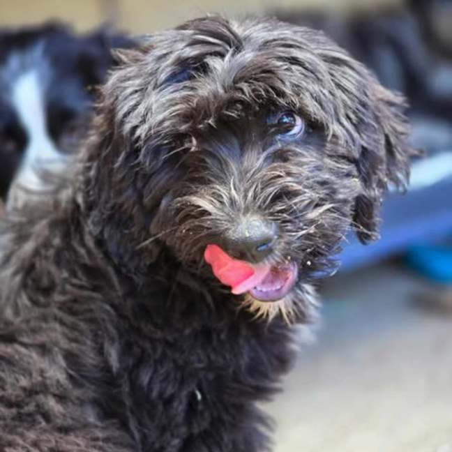 Photo of Tenderheart