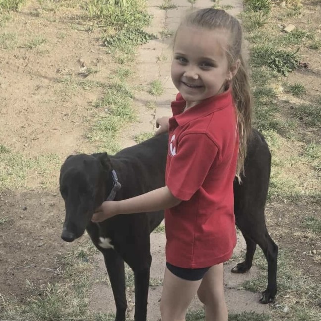 Photo of Bentley The Greyhound