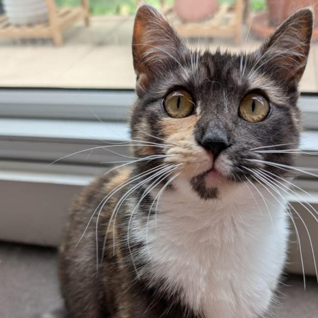 Photo of Peach & Mango 