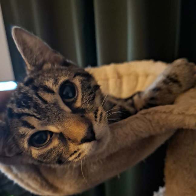 Photo of Catbus