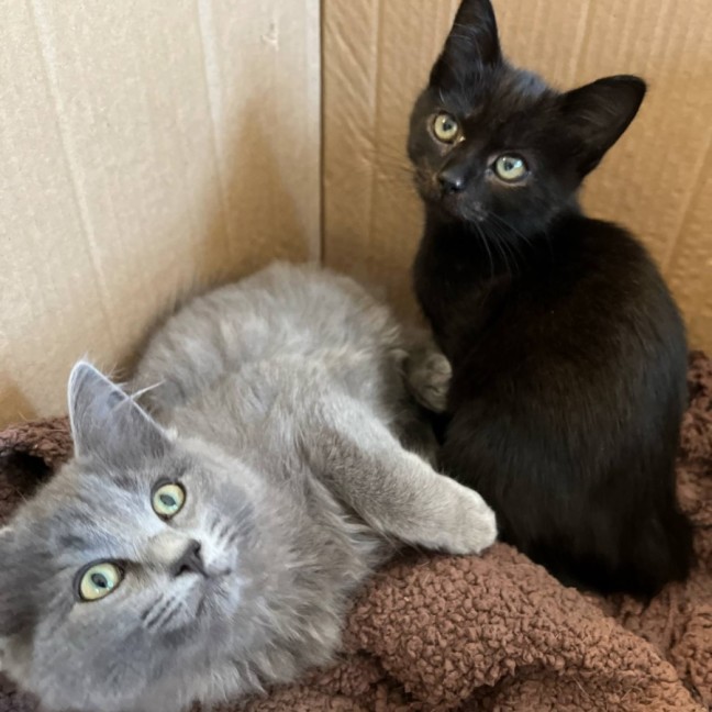 Photo of Opal & Sapphire