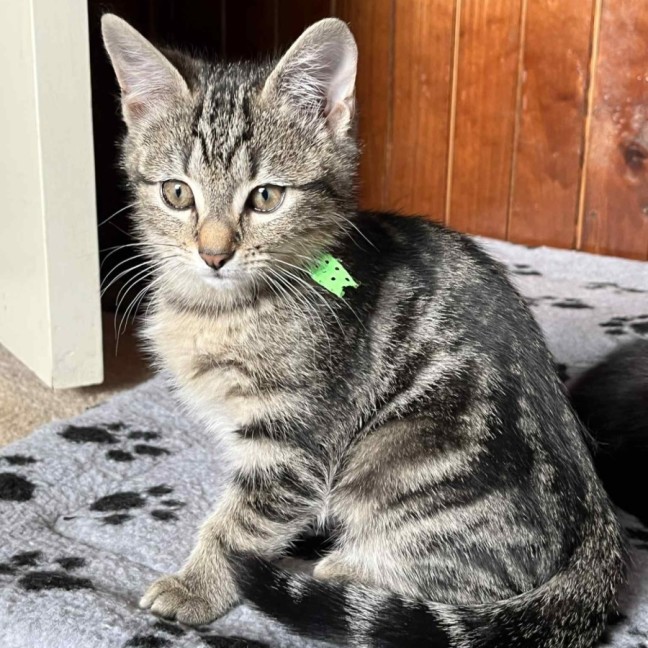 Photo of Winnie **2nd Chance Cat Rescue**